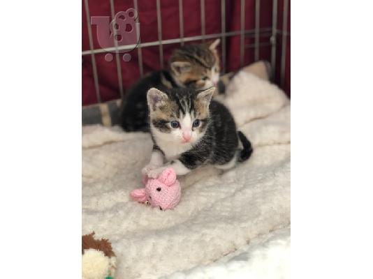 Maine Coon Kittens προς πώληση